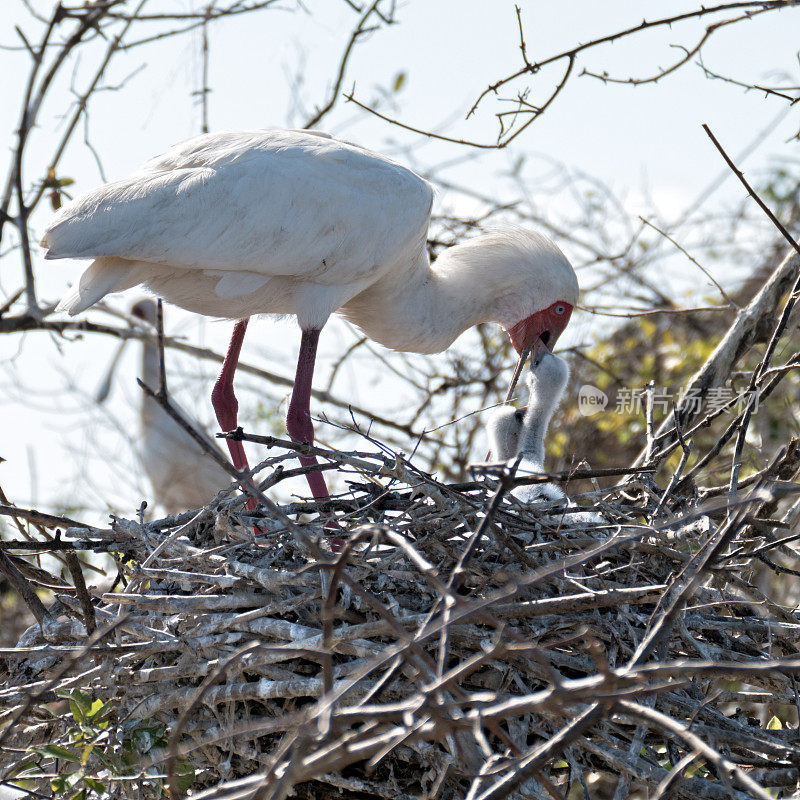 在坦桑尼亚的塞洛斯野生动物保护区，非洲琵鹭(白Platalea alba)正在喂养它们的幼崽